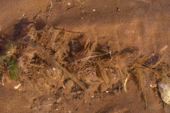 Hydrallmania falcata