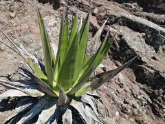 Agave triangularis