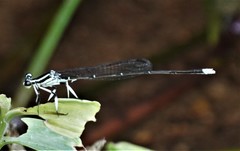 Pseudocopera ciliata