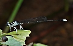 Pseudocopera ciliata
