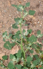 Chenopodium opulifolium