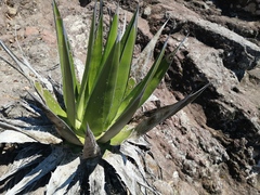 Agave triangularis