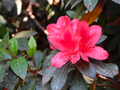 Rhododendron scabrum