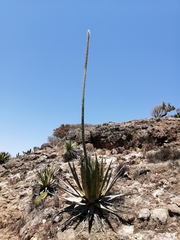 Agave triangularis