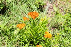 Asclepias tuberosa interior