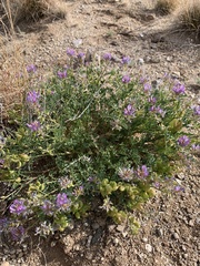 Astragalus lentiginosus diphysus
