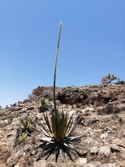 Agave triangularis