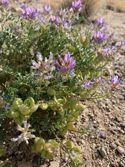 Astragalus lentiginosus diphysus