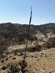Agave triangularis