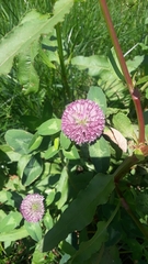 Trifolium pratense