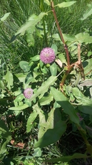 Trifolium pratense