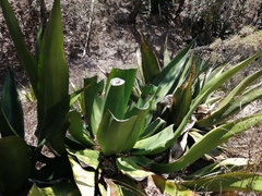 Agave scaposa