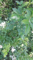 Rosa multiflora