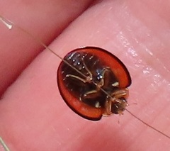 Declivitata olivieri