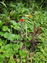 Castilleja fissifolia