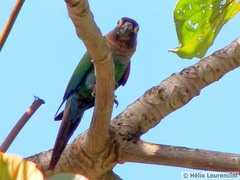 Pearly Parakeet photo 5