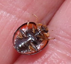 Declivitata olivieri