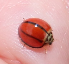 Declivitata olivieri