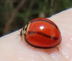 Declivitata olivieri