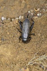 Melanogryllus desertus