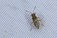 Brachycarenus tigrinus