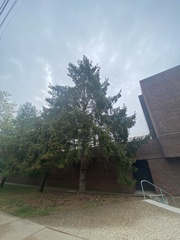 Picea abies