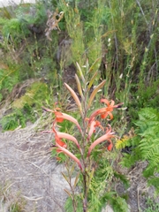 Watsonia angusta
