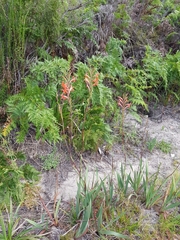 Watsonia angusta