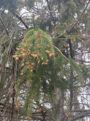 Picea abies