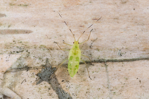 Euceraphis betulae nuotrauka