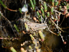 Chorthippus apicalis