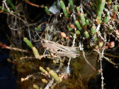 Chorthippus apicalis