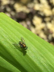 Condylostylus mundus