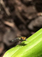 Condylostylus mundus