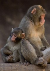 Primates