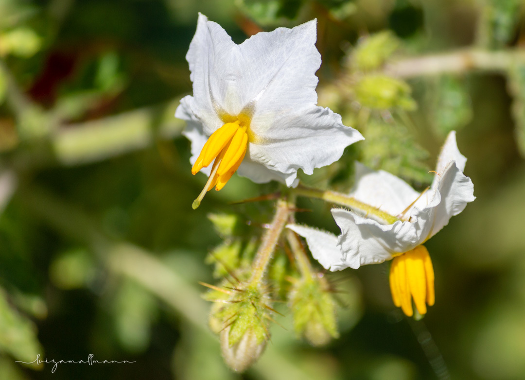 Solanum sisymbriifolium