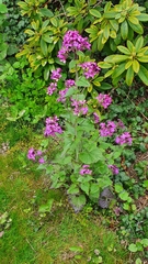 Lunaria