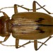 Eurynebria complanata - Photo (c) Udo Schmidt,  זכויות יוצרים חלקיות (CC BY-SA)