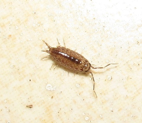 Philosciidae