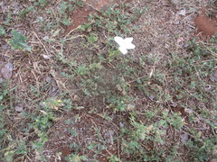 Zephyranthes drummondii
