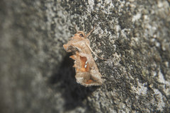 Erythroplusia rutilifrons