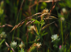 Bromus brachystachys