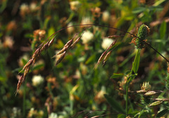 Bromus brachystachys
