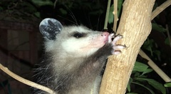 Didelphis virginiana