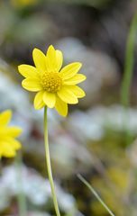 Crocidium multicaule