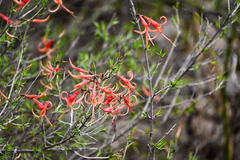 Anisacanthus quadrifidus