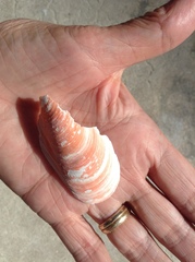 Modiolus americanus