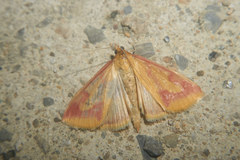 Ostrinia palustralis