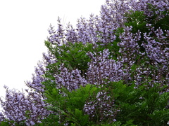 Jacaranda copaia