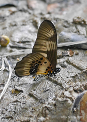 Graphium latreillianus